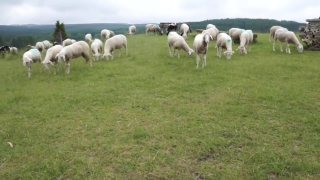 No Copyright Video, No Copyright Stock Footage, No Copyright Stock Video Clip