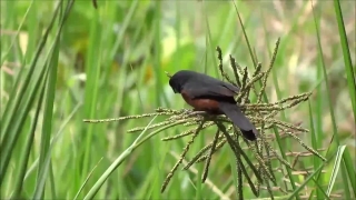 No Copyright Video, No Copyright Stock Footage, No Copyright Stock Video Clip