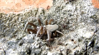 No Copyright Video, No Copyright Stock Footage, No Copyright Stock Video Clip