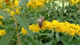 No Copyright Video, No Copyright Stock Footage, No Copyright Stock Video Clip