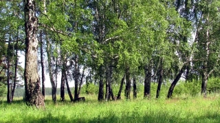 No Copyright Video, No Copyright Stock Footage, No Copyright Stock Video Clip