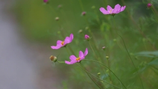 No Copyright Video, No Copyright Stock Footage, No Copyright Stock Video Clip