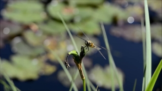 No Copyright Video, No Copyright Stock Footage, No Copyright Stock Video Clip