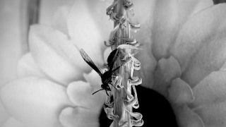 No Copyright Video, No Copyright Stock Footage, No Copyright Stock Video Clip