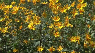 No Copyright Video, No Copyright Stock Footage, No Copyright Stock Video Clip