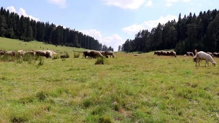 No Copyright Video, No Copyright Stock Footage, No Copyright Stock Video Clip