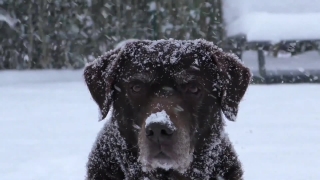 No Copyright Video, No Copyright Stock Footage, No Copyright Stock Video Clip