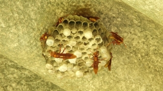 No Copyright Video, No Copyright Stock Footage, No Copyright Stock Video Clip