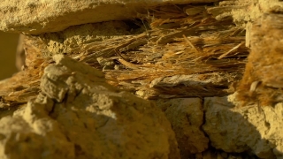 No Copyright Video, No Copyright Stock Footage, No Copyright Stock Video Clip