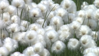 No Copyright Video, No Copyright Stock Footage, No Copyright Stock Video Clip