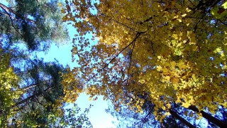 No Copyright Video, No Copyright Stock Footage, No Copyright Stock Video Clip