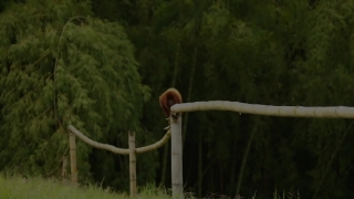 No Copyright Video, No Copyright Stock Footage, No Copyright Stock Video Clip