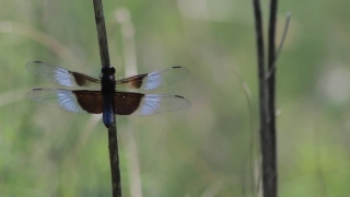 No Copyright Video, No Copyright Stock Footage, No Copyright Stock Video Clip