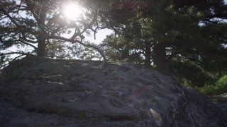 No Copyright Video, No Copyright Stock Footage, No Copyright Stock Video Clip