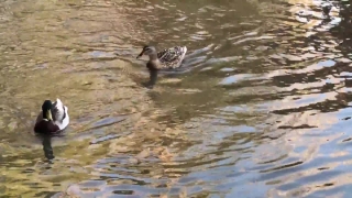 No Copyright Video, No Copyright Stock Footage, No Copyright Stock Video Clip