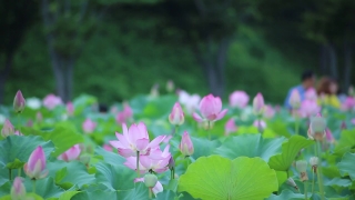 No Copyright Video, No Copyright Stock Footage, No Copyright Stock Video Clip