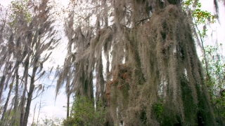 No Copyright Video, No Copyright Stock Footage, No Copyright Stock Video Clip