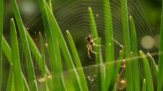 No Copyright Video, No Copyright Stock Footage, No Copyright Stock Video Clip