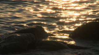 No Copyright Video, No Copyright Stock Footage, No Copyright Stock Video Clip