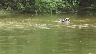 No Copyright Video, No Copyright Stock Footage, No Copyright Stock Video Clip