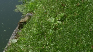 No Copyright Video, No Copyright Stock Footage, No Copyright Stock Video Clip