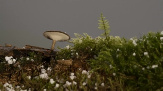 No Copyright Video, No Copyright Stock Footage, No Copyright Stock Video Clip