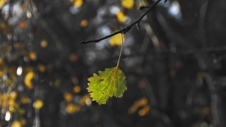 No Copyright Video, No Copyright Stock Footage, No Copyright Stock Video Clip